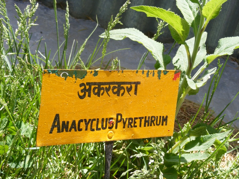 Anacyclus pyrethrum (Cultivated) – eFlora of India